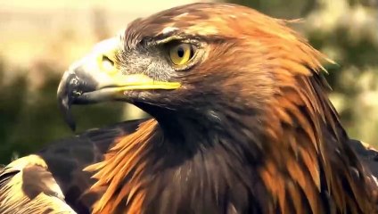 Báo đốm bất lực đuổi theo đại bàng đánh cắp con mình