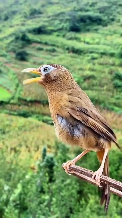 Burung kicau yang cantik