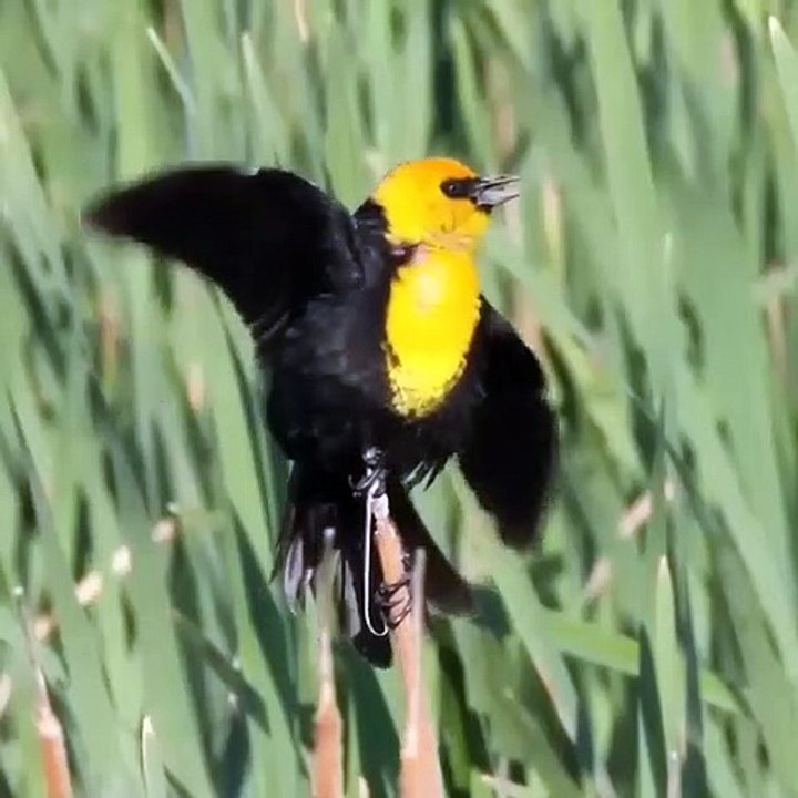 burung Kicauan bulu kuning