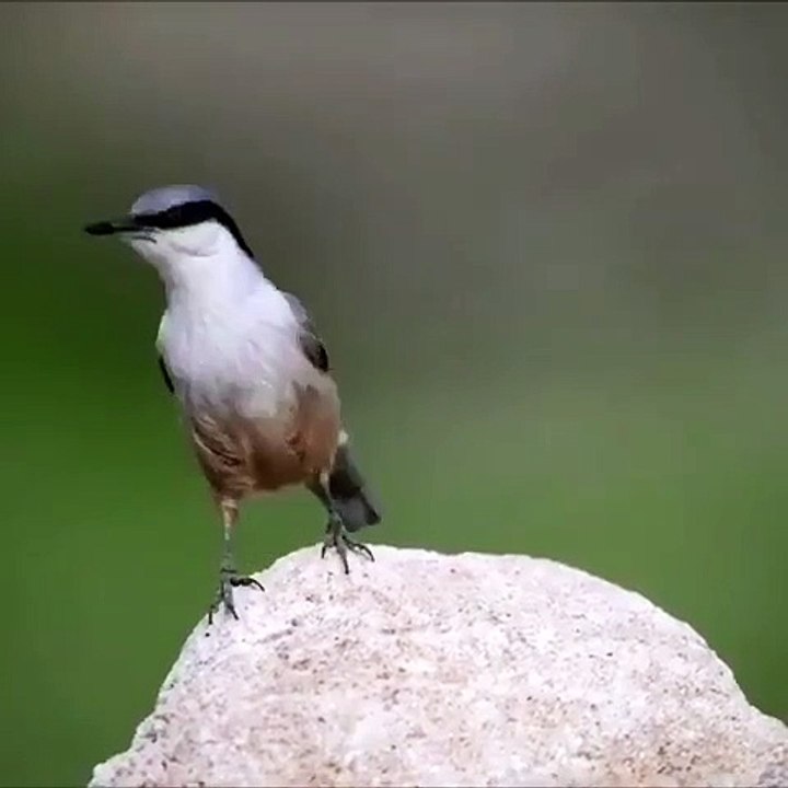 burung kicauan cantik
