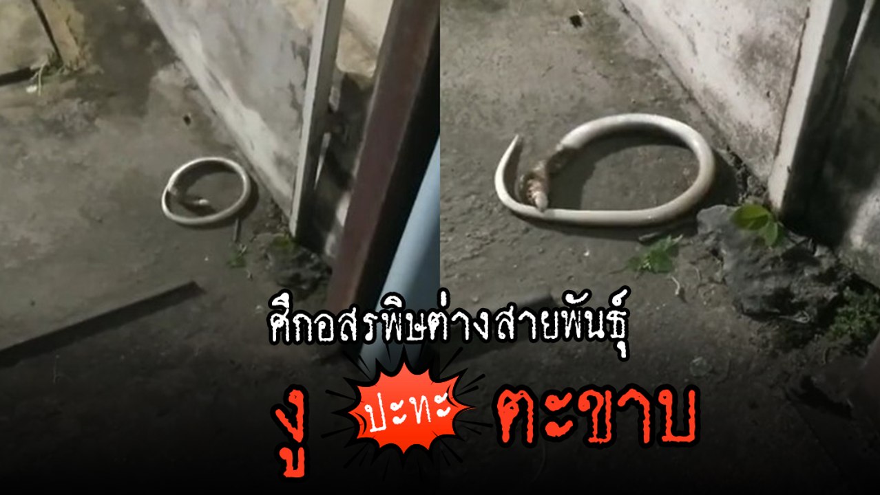 ศึกต่างสายพันธุ์ ! งู vs ตะขาบ ดูแค่ชื่อก็รู้ว่...