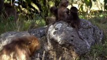 Thế giới động vật 2019 HD ! Báo đốm tóm gọn chú khỉ trên cây