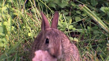 Thiên nhiên hoang dã - Đại bàng theo dõi từ độ cao hàng ngàn mét và tấn công con mồi