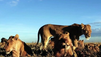 Đại bàng gặp bão lốc và cái kết sa ngã bị sư tử khinh thường ...