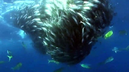 Thiên nhiên hoang dã  Đại bàng có thể săn bất thứ gì mà nó muốn ...