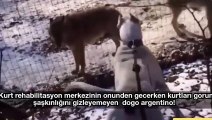American Pitbull Terrier vs Wild Wolf   Dogs vs wolf