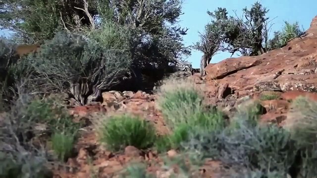 DOGO ARGENTINO VS PUMA dogo argentino vs lion dogo argentino vs cane corso