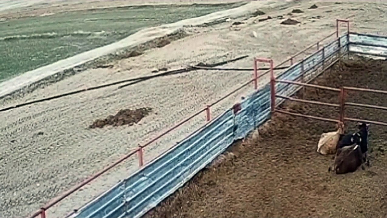 turkish kangal dogs protect sheeps and livestock  from pack of wolfs   Turkish kangal vs wolf