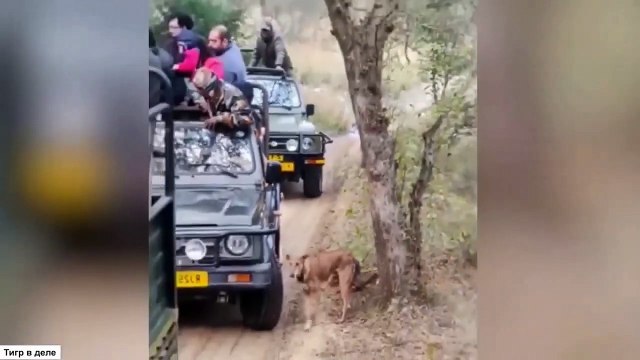 wild animal fights (2022) wild animal fights compilation, WILD Addiction