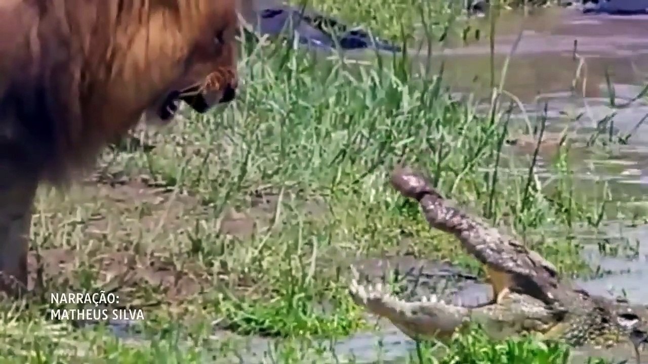 LION VS TIGER - Who is the real king   WILD Add...