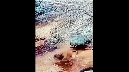 2 Kangal Dogs Powerfully Attack The 3 Wolf!   Kangal Vs Wolf