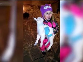 Funny Goats Screaming Like Humans Videos.