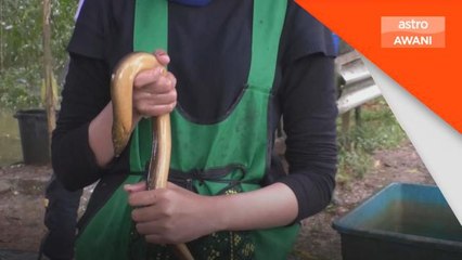 Rezeki Banjir | Jual belut raih pendapatan sehingga RM1,000 sehari