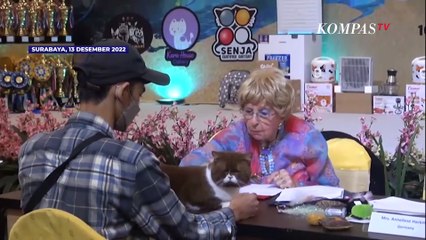 Menggemaskan, Melihat Keseruan Kucing Sultan Ikut Kontes