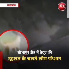 शोभापुर क्षेत्र में तेंदुए की दहशत के चलते लोग परेशान