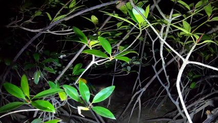 ĐÊM KHUYA ĐẠP CÂY XUYÊN RỪNG ĐƯỚC CHỤP CÁ THÒI LÒI TRÚNG ĐẬM