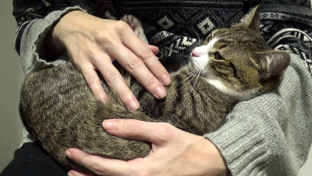Evil Kitty Bites
