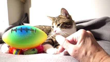 Kitten Gats a Large Rugby Ball