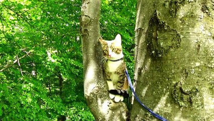 Little Cat Loves to Climb on Trees