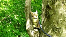 Little Cat Loves to Climb on Trees