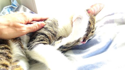 Sleepy Cat Won&#039;t Bother to Move