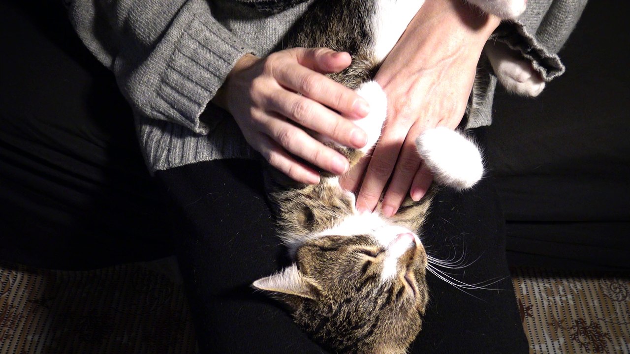 Tame Kitten Sleeps Upside Down video Dailymotion