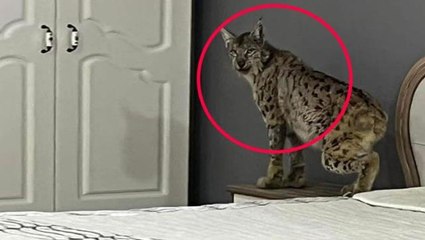 "Ormanların hayaleti" olarak adlandırılan vaşak mağazaya girdi, görenler büyük korku yaşadı