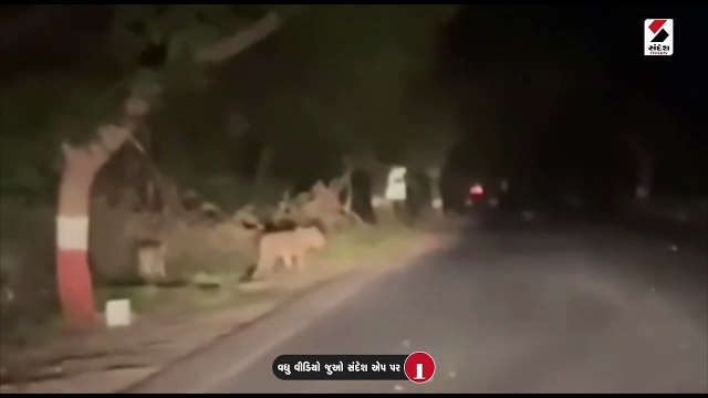 ગીર સોમનાથના રોડ પર સિંહો પસાર થતા વાહન વ્યવહાર થંભ્યો, જુઓ Video