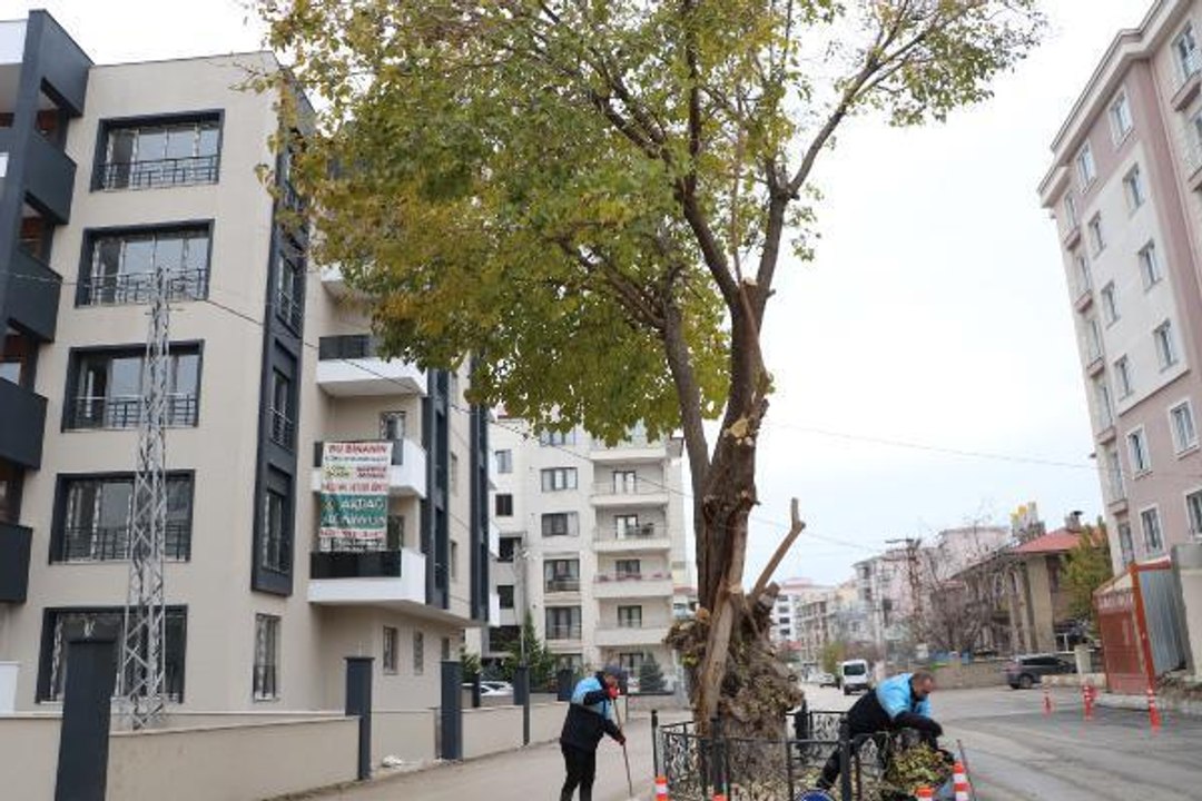 YOL ORTASINDA KALAN ASIRLIK DUT AĞACINI KESMEYİP, KORUMAYA ALDILAR