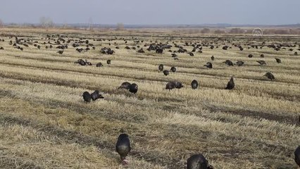Tekirdağ'da yetiştirilen hindiler birçok ile gönderiliyor