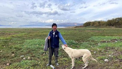 Suları çekilen İznik Gölü'nde artık koyunlar otluyor