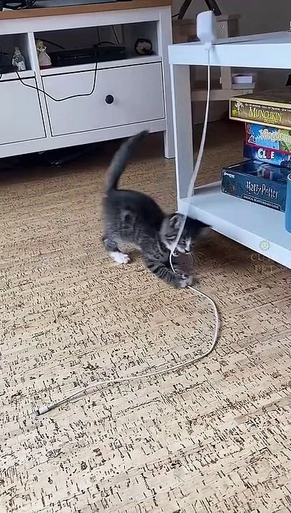 cat push !!!