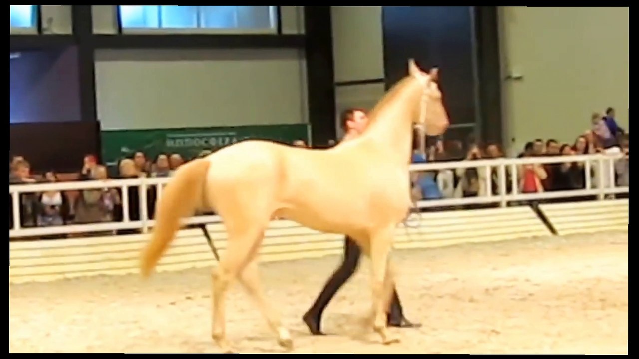 Akhal teke, the golden horse