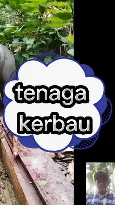 Tenaga super kuat kerbau