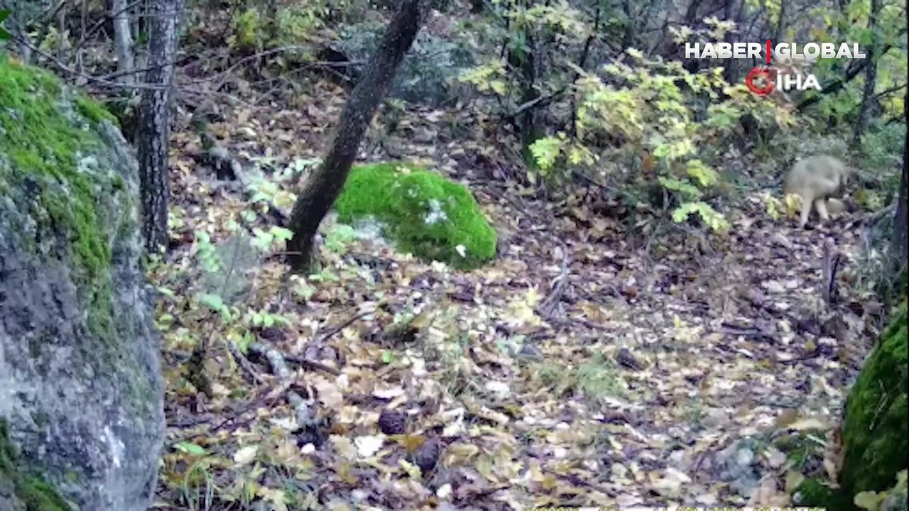 Tokat'ta vahşi yaşam fotokapana yansıdı