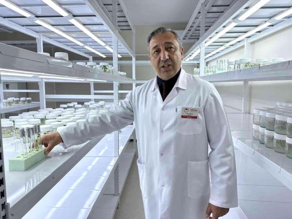 Niğde'de 10 adet yerli patates çeşidi geliştirildi