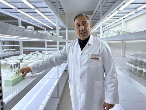 Niğde'de 10 adet yerli patates çeşidi geliştirildi