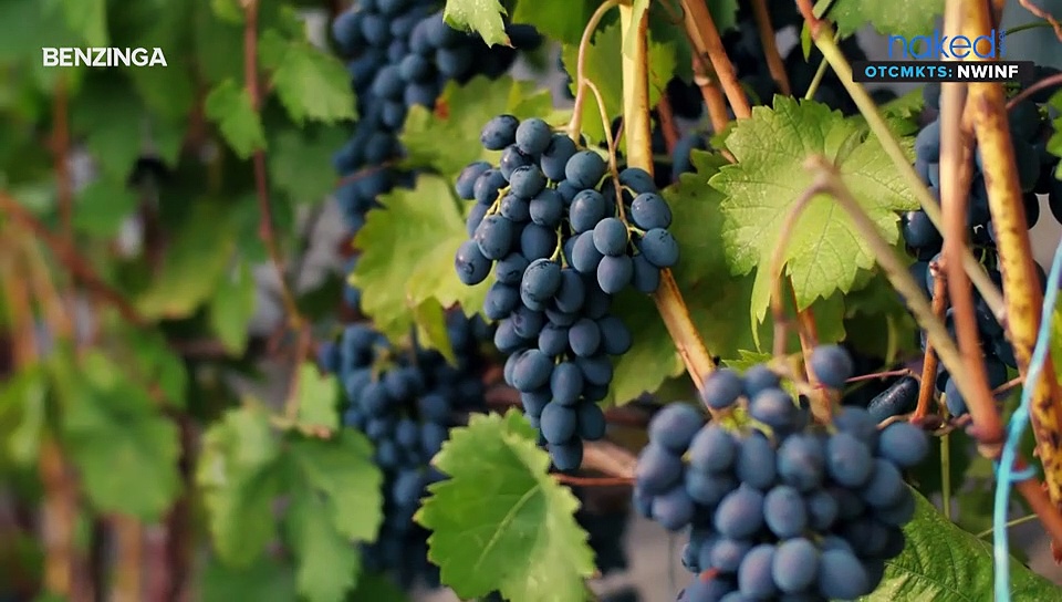 Naked Wines' Video #1: Interview #1