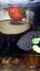 Pepaya diantara Udang Hias dan Keong Turbo