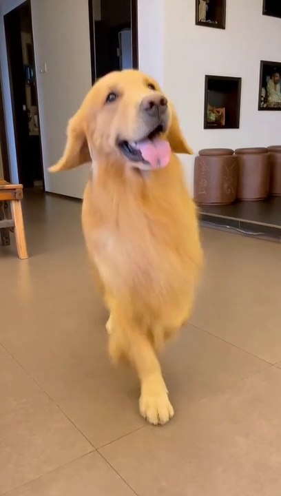 best funny dance of the loving puppy
