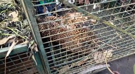 আলিপুরদুয়ারের দলগাঁও চা বাগানে উদ্ধার খাঁচাবন্দি লেপার্ড   | Oneindia Bengali