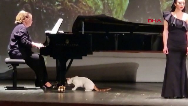Konserde tebessüm ettiren görüntü! Kediler de sahne aldı