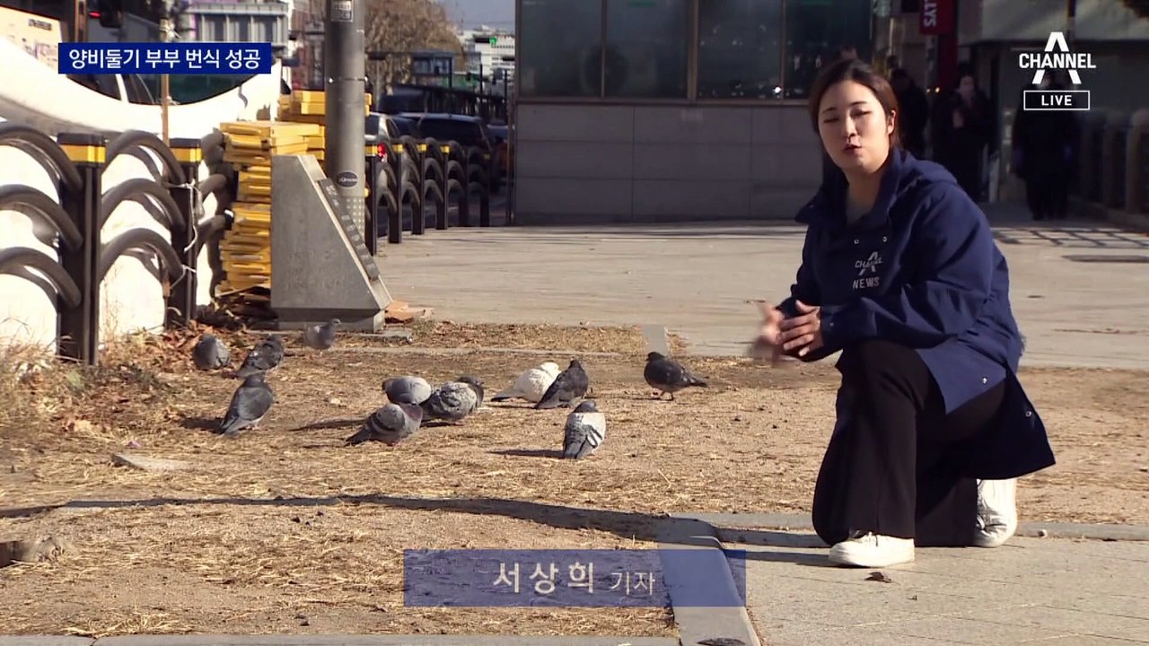 토종 비둘기는 멸종위기?…‘양비둘기’ 부부 번식 성공