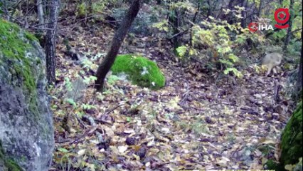 Tokat'ta vahşi yaşam fotokapana yansıdı