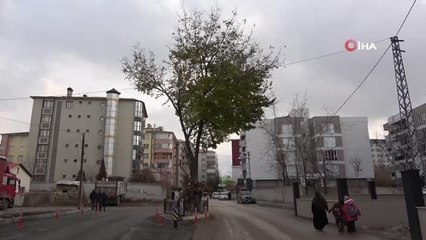 Yol ortasında kalan asırlık ağaç korumaya alındı