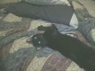 Chat qui ne veut pas se lever !