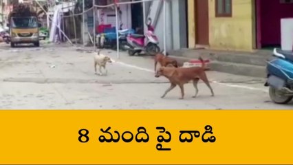 కూకట్ పల్లి: కుక్కలు దాడి చేస్తున్నాయి సారూ...జర పట్టించుకోండి