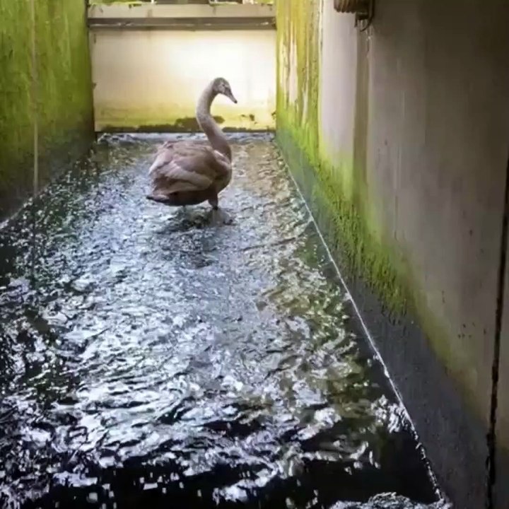 Cygent Rescue