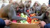 Monkey eat verities of vegetables  Best food for monkeys  feeding carrot tomato cucumber & radish