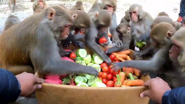 Monkey eat verities of vegetables Best food for monkeys feeding carrot tomato cucumber & radish